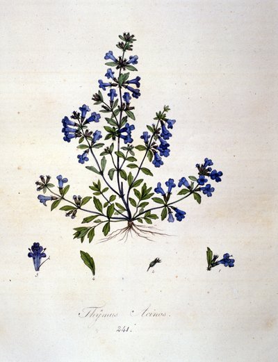 Timjan. 1800-talsgravyr. av Unknown artist