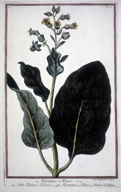 Tobaksblad och blomma (Nicotiana Minor) i ett 1800-talsherbarium. av Unknown artist