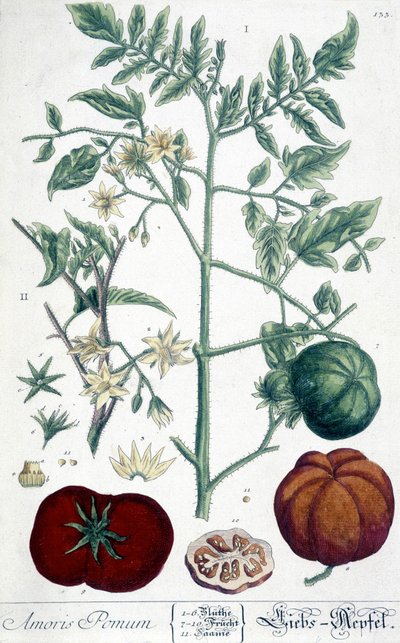 Tomat, botanisk tavla av Unknown artist