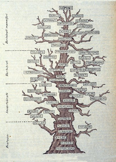 Evolutionens träd eller illustrerad tavla som representerar klassificeringen av djurriket. av Unknown artist