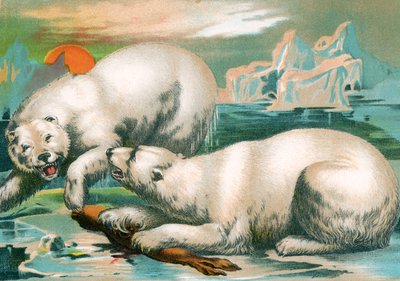Två isbjörnar slåss om sälen av Unknown artist