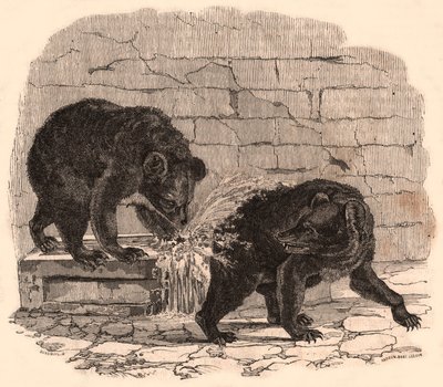 Två björnar som leker i ett tråg i björngropen på Naturhistoriska museet av Unknown
