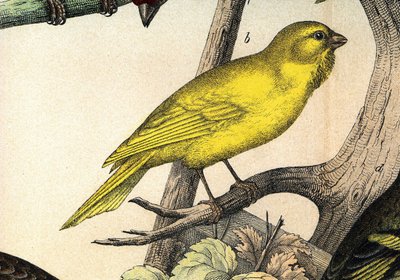 En kanariefågel - i ""Fåglarnas naturhistoria"", red. Hoepli, Milano av Unknown artist