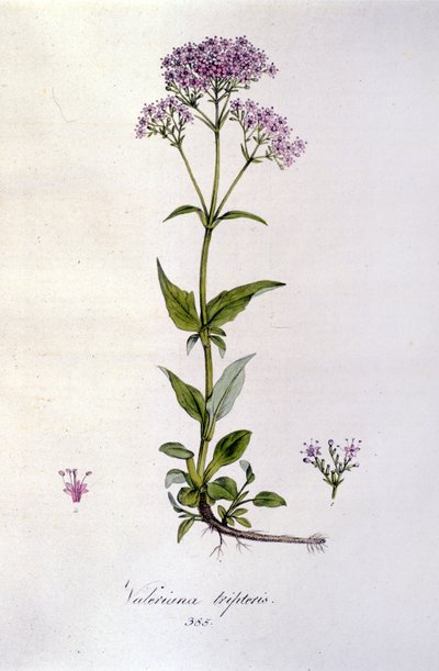 Vänderot. 1800-talsgravyr. av Unknown artist