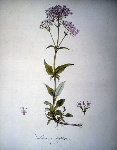 Valeriana lila eller Valeriana tripteris. 1800-tals herbarium. av Unknown artist