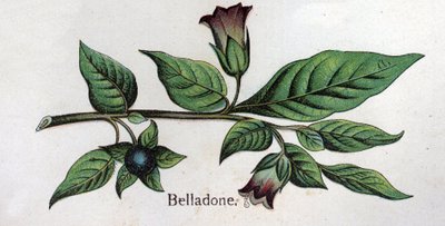 Venenösa botaniska växter: Belladonna. Gravyr i "" Den naturliga medicinen "", av Friedrich Eduard Bilz (1842-1922) av Unknown artist