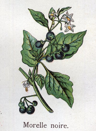 Venenösa botaniska växter: Svart nattskugga. Gravyr i "" Den naturliga medicinen "", av Friedrich Eduard Bilz (1842-1922) av Unknown artist