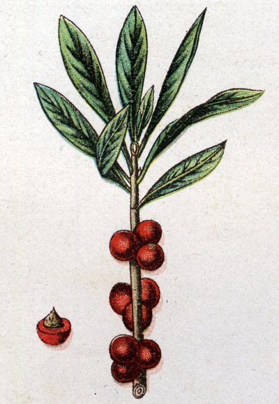 Venenösa botaniska växter: Daphne Mezereon. Gravyr i "" Den naturliga medicinen "", av Friedrich Eduard Bilz (1842-1922) av Unknown artist
