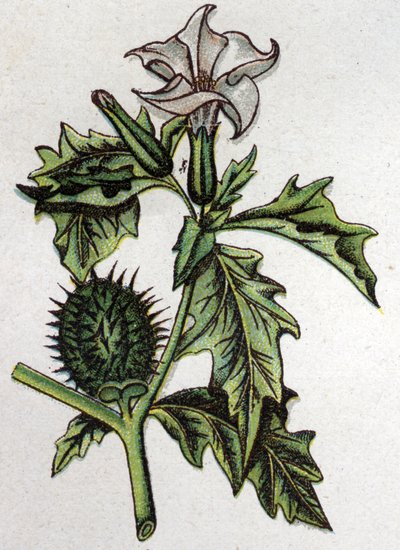 Venenösa botaniska växter: stramoine av äpple. Gravyr i "" Den naturliga medicinen "", av Friedrich Eduard Bilz (1842-1922) av Unknown artist