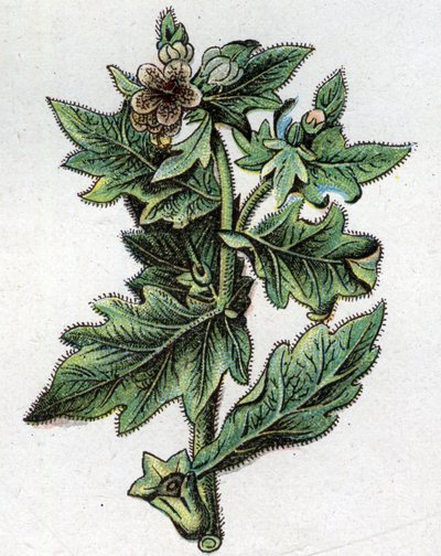 Venenösa botaniska växter: upp till. Gravyr i "" Den naturliga medicinen "", av Friedrich Eduard Bilz (1842-1922) av Unknown artist