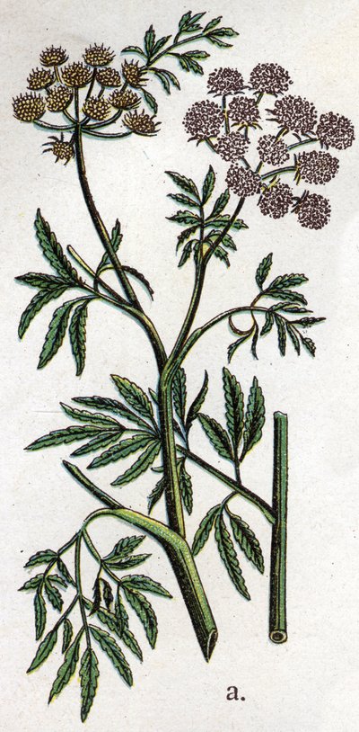Giftiga botaniska växter: vattenhöna eller vattenhöna även känd som järnhöna (Cicuta virosa). Gravyr i "" Den naturliga medicinen "", av Friedrich Eduard Bilz (1842-1922) av Unknown artist