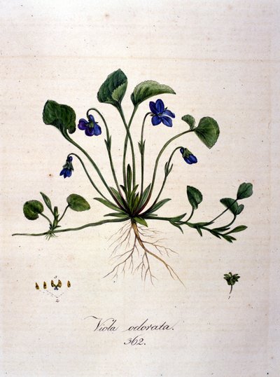 Violett. 1800-talsgravyr. av Unknown artist