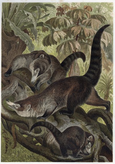 White-nosed coati även känd som coatimundi - Coati brun ou coati a white nose (Nasua narica) - gravyr från "" Brehms Life of Animals"" av Alfred Edmund Brehm (1829-1884) av Unknown artist