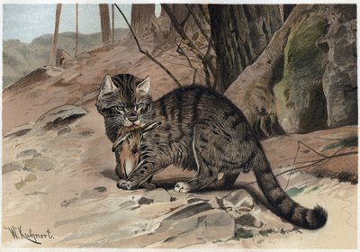Vildkatt - Vildkatten (Felis silvestris) - gravyr från "" Brehms djurliv"" av Alfred Edmund Brehm (1829Ð1884) av Unknown artist