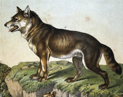 Wolf - i "" Natural History of Mammals", red. Schreiber, München av Unknown artist