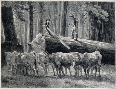 Trähuggare i en redwoodskog i Kalifornien - gravyr av Unknown artist
