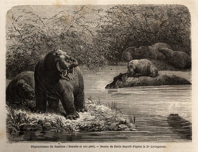 Zambesisk flodhäst: hona och hennes unga uppfriskande i floden. Gravyr för att illustrera Dr. Livingstones första resor till södra Afrika från 1840 till 1856, i "Le tour du monde, nouveau journal des voyages"" publicerad under ledning av Edouard Cha av Unknown artist