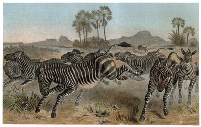 Zebre - Zebror - Afrikanska hästdjur (hästfamilj) - gravyr från "" Brehms Djurliv"" av Alfred Edmund Brehm (1829-1884) av Unknown artist