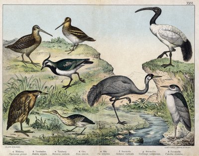 a: Svartkrönt flock (Nycticorax griseus), b: Stjärnfågel (Ardetta minuta), c: Butorcendré (Botaurus stellaris), d: Smörkrana (Grus cinerea), e: Helig ibis (Ibis religiosa), f: Becasse (Scolopax rusticula), g: Marsh (Gallinago), h: Vaneau (Vanel) av Unknown artist