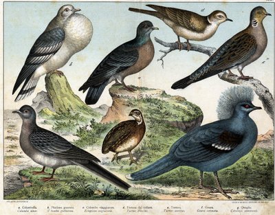 a: Columbianduva (Columba oenas), b: Mongolisk duva (Columba gutturosa), c: Flyttduva (Etopistes migratoria), d: Turkisk duva (Turtur risorius), e: Skogsduva (Turtur auritus), f: Goura (Goura) krönt), g: Vetevaktel (Vagtel vanlig) - i "" av Unknown artist