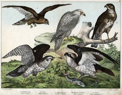 a: Örn eller kunglig busard, b: munstycke, c: fiskarfalk, d: Islandsfalk, e: runt = astore - i "Fåglarnas naturhistoria", red. Hoepli, Milano av Unknown artist
