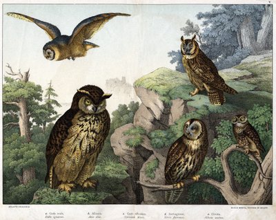 a: Gulduggla (Bubo cowardus), b: Hulotte (katt-huant) (Asio-skal), c: Vilduggla (Syrnium aluco), d: Uggla (Strix flammea), e: Uggla (Athene-uggla) - i "Natural Fåglarnas historia”, red. Hoepli, Milano av Unknown artist