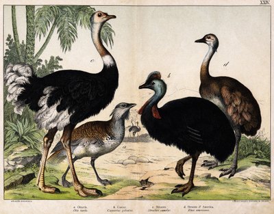 a: Grance bustard (Late Otis), b: Cassoar (Casarius galeatus), c: African Ostrich (Struthio camelus), d: Nandon (American Rhea) -I "" Natural History of Oideals", red. Hoepli, Milano av Unknown artist