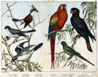 a: Grå grieche (Lanius excubitor), b: Northern Griche (Lanius collurio), c: Rosabröst grieche (Lanius linor), d: Rött altare (Ara macao), e: Alexandria Parrot (Palaeornis Alexandria), f: Banksian Cacatoes (Calyptorynchus banksii) - i "Natural History of av Unknown artist