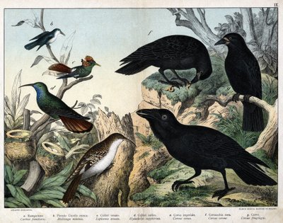 a: Grimpereau (certhia familiaris), b: Liten flugfågel (Mellisuga minima), c: Utsmyckad kolibri (Lophornis ornata), d: safirkolibri (Hylocharis sapphirina), e: Kejserlig korp (Corvus corax), f: Svartkråka ( Corvus Corone), g: Korp (Corvus fruktig gi av Unknown artist