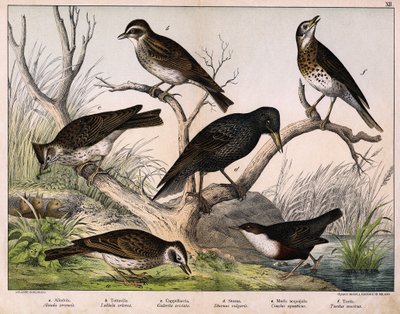 a: Norrlärka (Lärka arvensis), b: Lululärka (Lullula arborea), c: Cappellaccia (Galerita cristata), d: Sansonnetstare (Sturnus vulgaris), e: Anka (Cinclus aquaticus), f: Trast (Turdus musicus) - i "Fåglarnas naturhistoria", red. Hoepli, Milano av Unknown artist