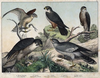 a: Pelerine Falcon (Falco peregrinus), b: Hawk Hawk (Hypotriorchis subbuteo), c: Tornfalk (Tunnunculus alaudarius), d: European Hawk (Hökens slut), e: Singing around (Melierax musicianus) - i "Natural History of Fåglar, red. Hoepli, Milano av Unknown artist
