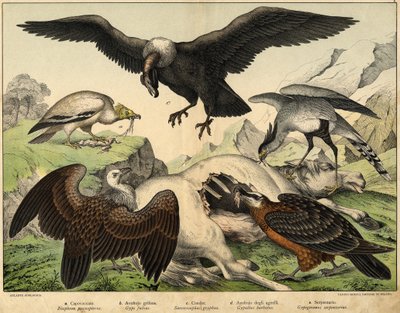 a: Percnopterus (Neophron percnopterus), b: Griffon gam (Gyps fulvus), c: Condor (Sarcoramphus gryphus), d: Vulture of lamm (Gypaëtus barbatus), e: Orm (Gypogeranus serpentarius) - i "Natural History of birds" ed. Hoepli, Milano av Unknown artist