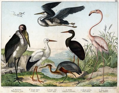 a: Phenicopterer eller Flamingo (Phoenicopterus roseus), b: Vit stork (Ciconia alba), c: Svart stork (Ciconia migra), d: Marabout (Leptoptilus crumenifer), e: Vit häger (Ardea cinerea), f: Röd häger ( Ardea purpurea) - i "Fåglarnas naturhistoria" "", red. av Unknown artist
