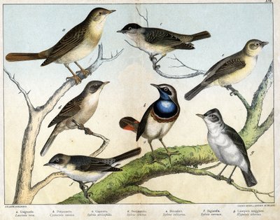 a: Rossignol (Luscinia vera), b: Pettazzuro (Cyanecula suecica), c: Pormask (Sylvia atricapilla), d: Sterpazzola (Sylvia ciciera), e: Becfigue (Sylvia salicaria), f: hök (bigiarella, Sylvia vagn) g : Canepino Giore (Hypolais Borin) - i "Natural" av Unknown artist
