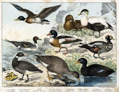 a: Frögås (Asner segetum), b: Brant (Branta bernicla), c: Ejder (Somateria mollissima), d: Harlekinanda (Histrionicus torquatus), e: Svartand (Oidemia fusca), f: Gräsand (Anas boschas) ) ), g: Belon
