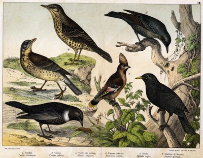 a: Trast (Turdus viscivorus), b: Trast (Turdus pilaris), c: Koltrast (Merula torquata), d: Blåkoltrast (Monticola cyanus), e: Koltrast (Merula nigra), f: Bohemian de chatterer (Ampelis garulus) - i "Fåglarnas naturhistoria", red. Hoepli, Milano av Unknown artist