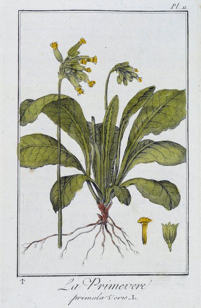 Primrose (Primula veris) - i "Exercises in botany for use of traders", skriven av J.C. Philibert, Imprimerie de Crapelet, Paris av Unknown artist