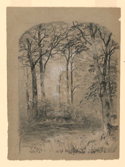 Teckning, studie av skogsmark, 1865-70 av Unknown artistUnknown artist