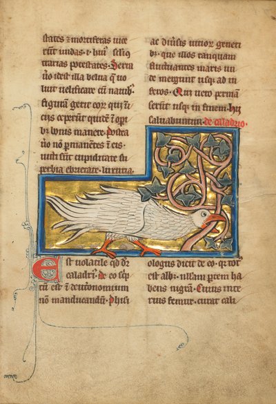 En Caladrius-fågel av Unknown artist
