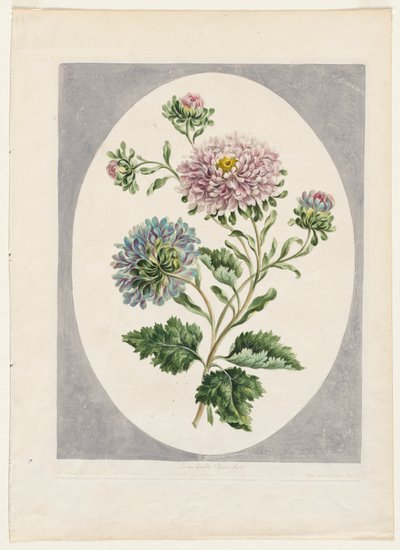 En samling av blommor från naturen: Stor dubbel Kina Aster av Unknown artist