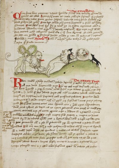 Ett lejon och ett annat lejon med en mus av Unknown artist
