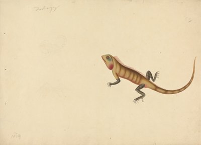 En ödla med skisser av en skorpion och en spindel av Unknown artist