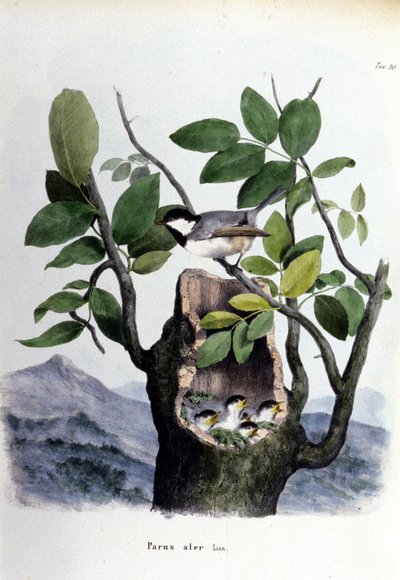 En tavla som representerar en vanlig fågel (eller sparv) nära sitt bo. av Unknown artist