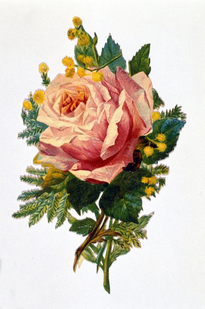 En ros av Unknown artist