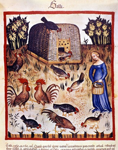 En ung kvinna på en låg gård matar höns och tuppar. Belysning från mjölkning av medicin och diet "" Tacuinum sanitatis"" av Unknown artist