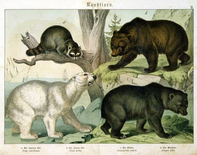 Amerikansk björn, brunbjörn, isbjörn och pungdjur - i "" Natural history of mammals"", red. Schreiber, München av Unknown artist