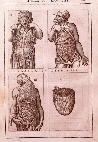 Anatomisk tavla som representerar: dimensionerna, musklerna i magen, tarmarna och magen. Gravyr i "" Anatomia Corporis Humani "" av Juan Valverde De Amusco (1525-1588). Tabell I, Bok III. Barcelona. Biblioteca de Catalunya (Nationalbiblioteket i Ca av Unknown artist