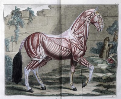 Hästens anatomi: "" Hippiatric Course, complete treatise of horse medicine"" av P. E Lafosse av Unknown artist