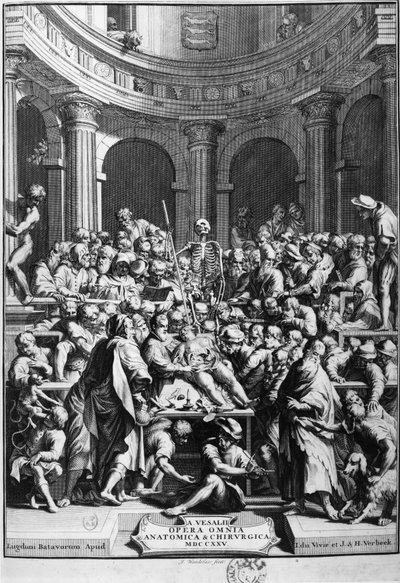 André Vésale (1514-1564), grundare av modern anatomi, lärare i anatomi och kirurgi (på latin: Andrea Vesalius, på holländska: Andries Van Wesel). av Unknown artist
