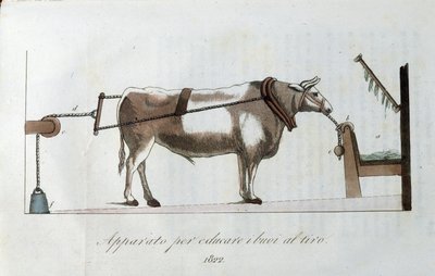 Apparat för att vänja oxar vid linan. Plåt hämtad från "" Journal of agriculture, arts and techniques "" (Revue d